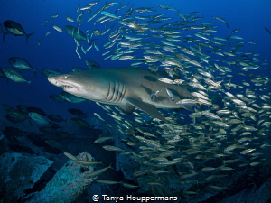 Bait Fish Blues
Bait fish surround a sand tiger shark in... by Tanya Houppermans 